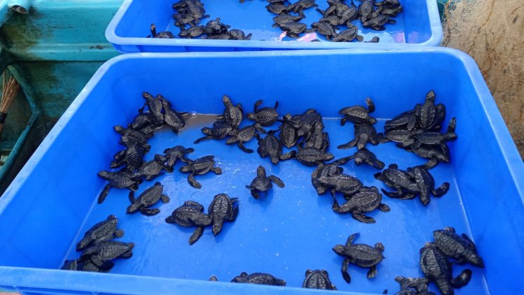 SSSGC Sai Gopi Denpasar: Releasing 650 Turtle Hatchlings and Organizing an Environmental Preservation Program at Biaung Beach, Denpasar, in Celebration of Guru Poornima