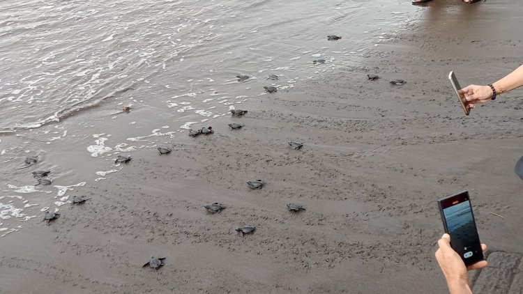 SSSGC Sai Gopi Denpasar: Releasing 650 Turtle Hatchlings and Organizing an Environmental Preservation Program at Biaung Beach, Denpasar, in Celebration of Guru Poornima