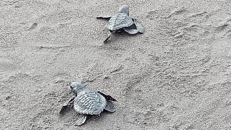 SSSGC Sai Gopi Denpasar: Releasing 650 Turtle Hatchlings and Organizing an Environmental Preservation Program at Biaung Beach, Denpasar, in Celebration of Guru Poornima