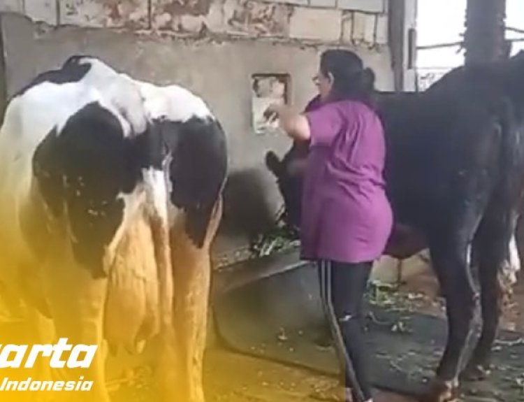 SSSGC Jakarta : Sociocare Narayana Seva Melayani 320 Masyarakat dan Memberi Makan 10 Sapi
