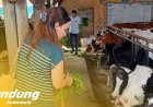 SSSGC Sai Jelita Bandung : Narayana Seva Pemberian Makan kepada  21 Sapi di Cipaku Lembang