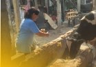 SSSGC Jakarta : Sociocare Narayana Seva Serving Life Through Feeding 10 Cows