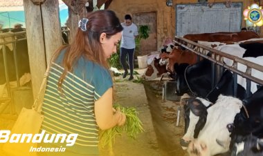 SSSGC Sai Jelita Bandung : Narayana Seva Pemberian Makan kepada  21 Sapi di Cipaku Lembang