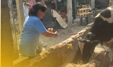 SSSGC Jakarta : Sociocare Narayana Seva Melayani Kehidupan Melalui Pemberian Makan Kepada 10 Sapi