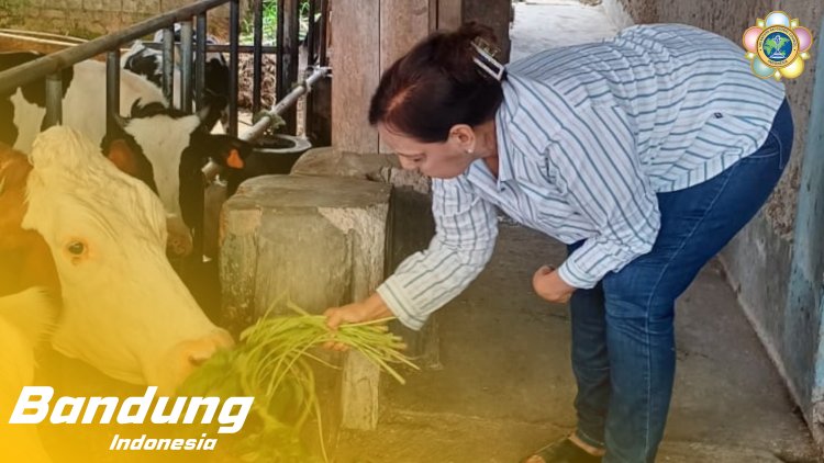 SSSGC Sai Jelita Bandung : Narayana Seva Pemberian Makan kepada  21 Sapi di Cipaku Lembang