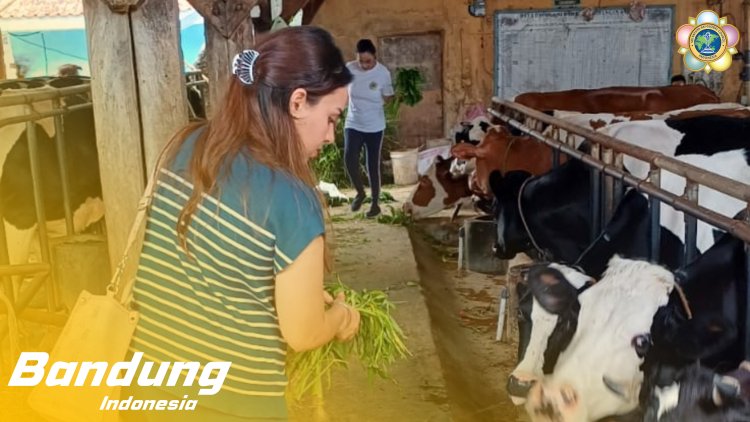 SSSGC Sai Jelita Bandung : Narayana Seva Pemberian Makan kepada  21 Sapi di Cipaku Lembang