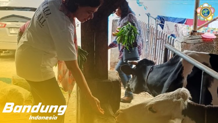 SSSGC Sai Jelita Bandung : Narayana Seva Pemberian Makan kepada  21 Sapi di Cipaku Lembang