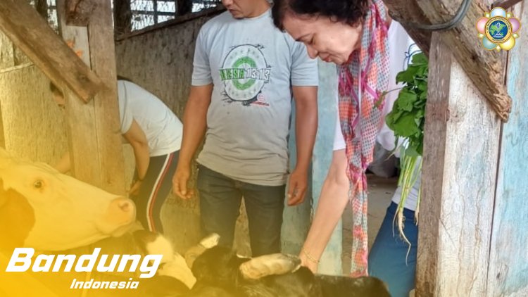 SSSGC Sai Jelita Bandung : Narayana Seva Feeding 21 Cows in Cipaku Lembang