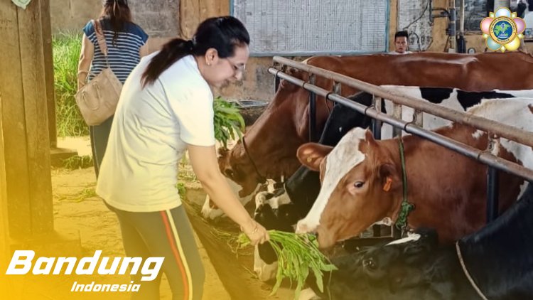 SSSGC Sai Jelita Bandung : Narayana Seva Pemberian Makan kepada  21 Sapi di Cipaku Lembang
