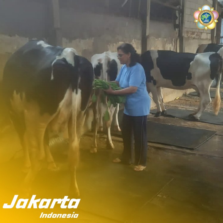 SSSGC Jakarta : Sociocare Narayana Seva Melayani Kehidupan Melalui Pemberian Makan Kepada 10 Sapi