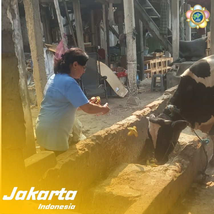 SSSGC Jakarta : Sociocare Narayana Seva Melayani Kehidupan Melalui Pemberian Makan Kepada 10 Sapi